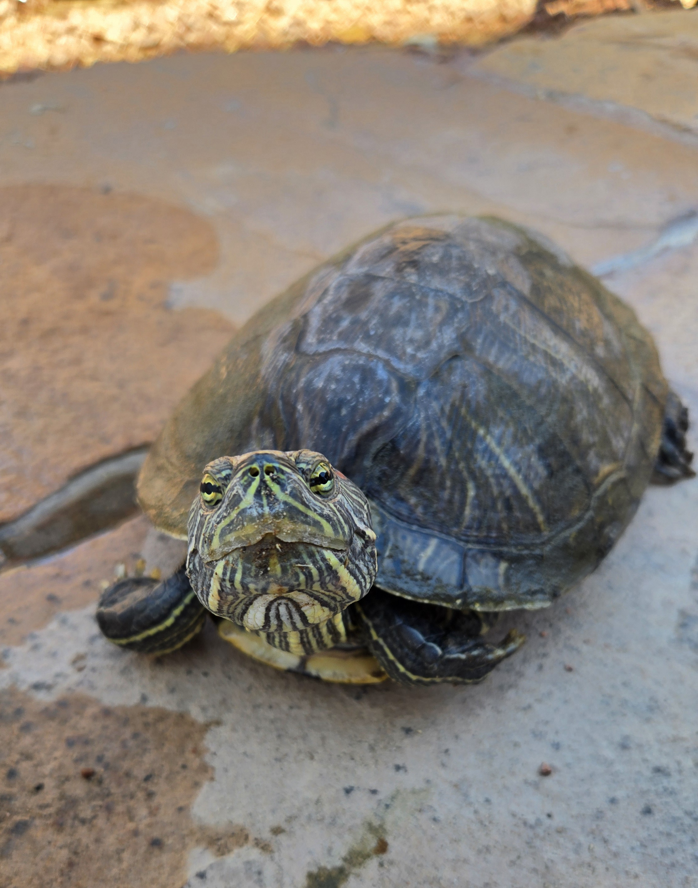 Picture of my aquatic turtle named Tuck looking at camera