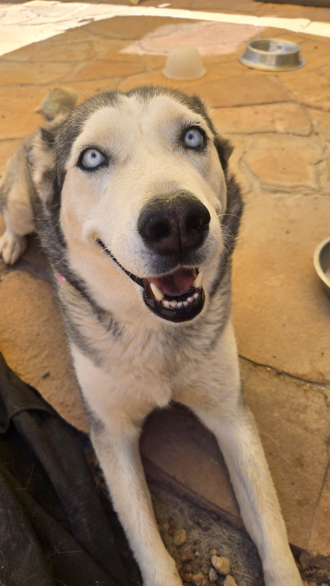 Front face of my Siberian Husky named Ivy